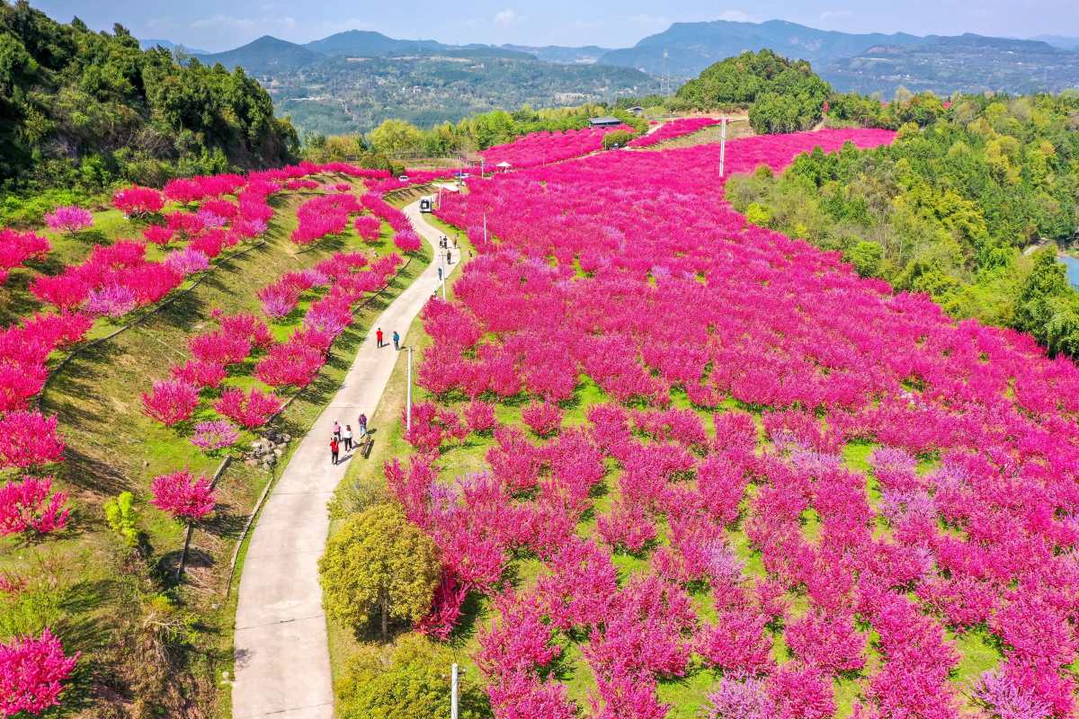 重庆涪陵大木花谷,重庆涪陵大木花谷·林下花园景区