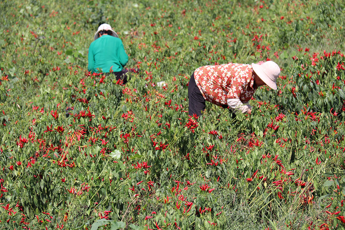 重庆市工业技师学院2020年简介