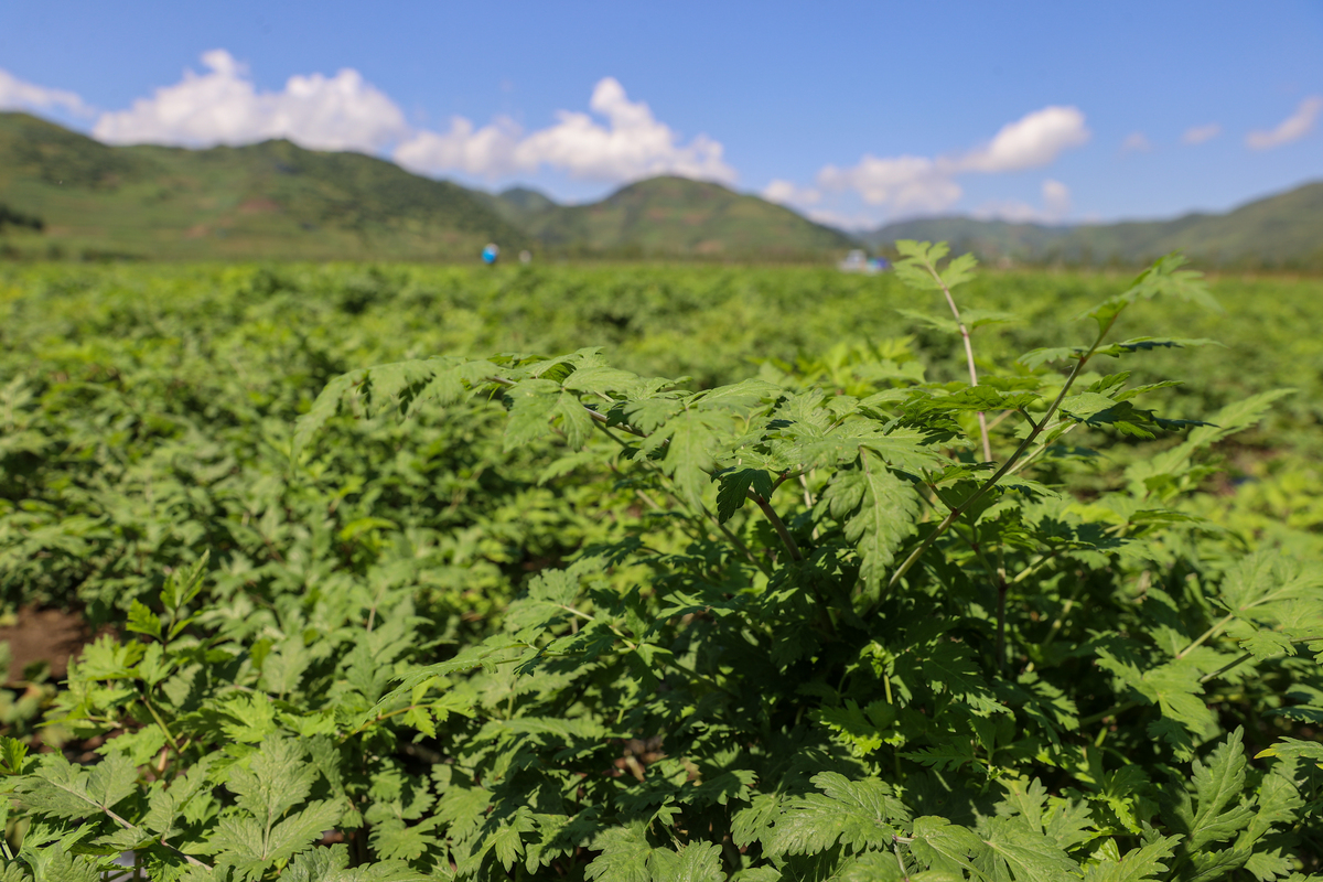 当归最佳种植时间及适宜条件 - 附北方种植区域