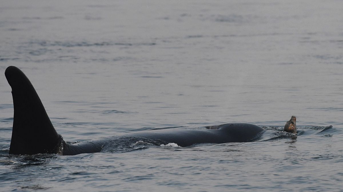 为什么要研究天然气水合物抑制剂