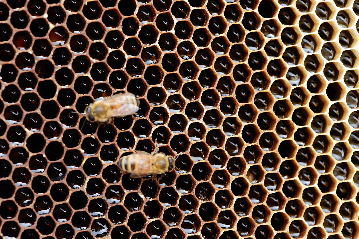 蜂王拖着卵爬是什么原因造成的