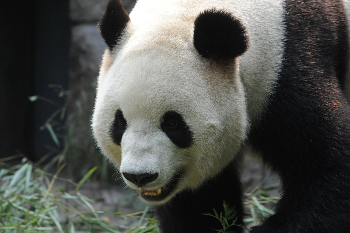 以国宝大熊猫为题目写一篇300字的作文