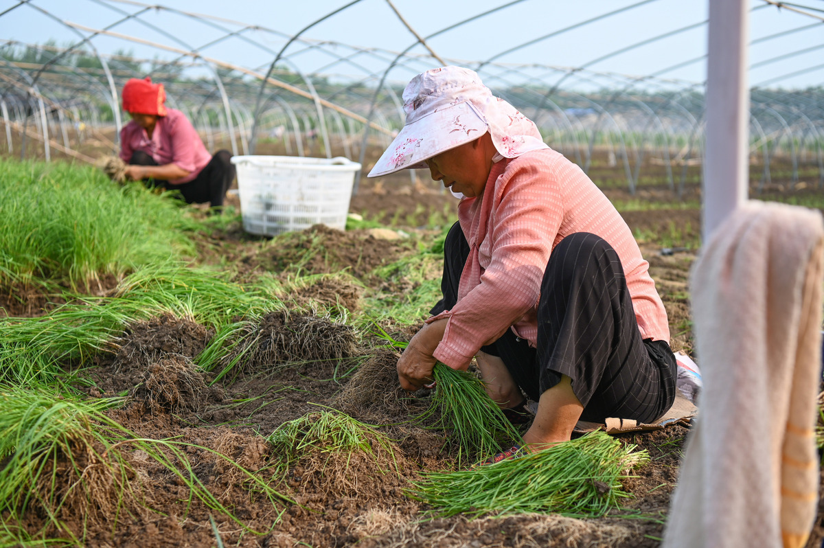 乡村振兴战略助力偏远村庄发展：以鲁各庄村生姜种植为例