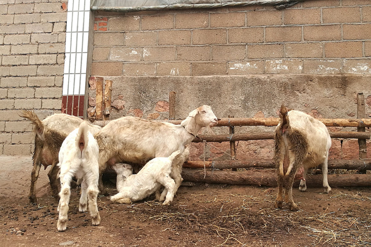 在家养山羊指南：从准备到照顾