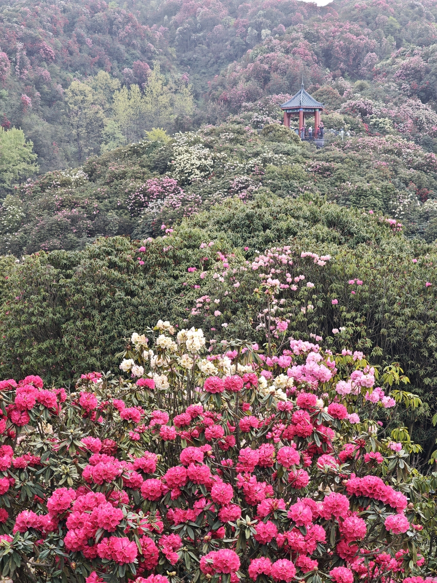 4月23号去看百里杜鹃好吗下冰雹有花吗帮我用200字详细描述