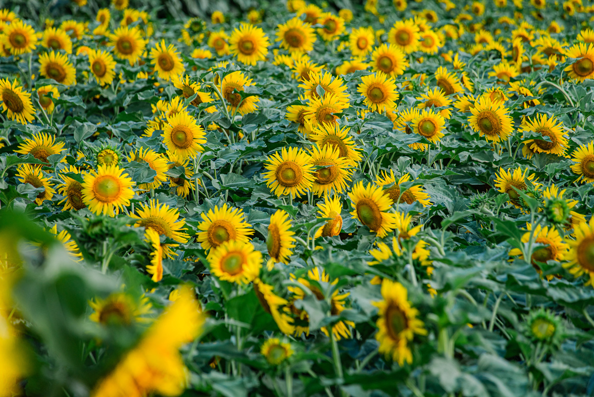 2021年江西南昌市五年制大专有哪些专业学校