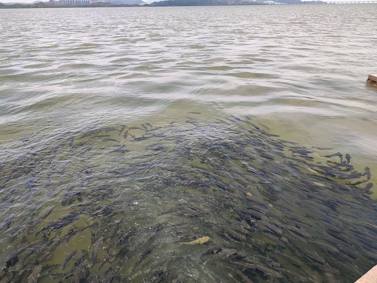 核污水排放对附近海域渔业的影响