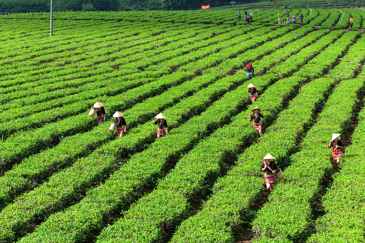 重庆市农业机械化学校茶叶生产与加工专业怎么样