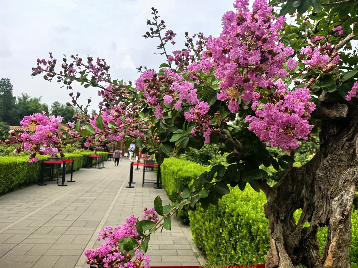 为啥院子不能栽紫薇树紫薇花的花期2000字
