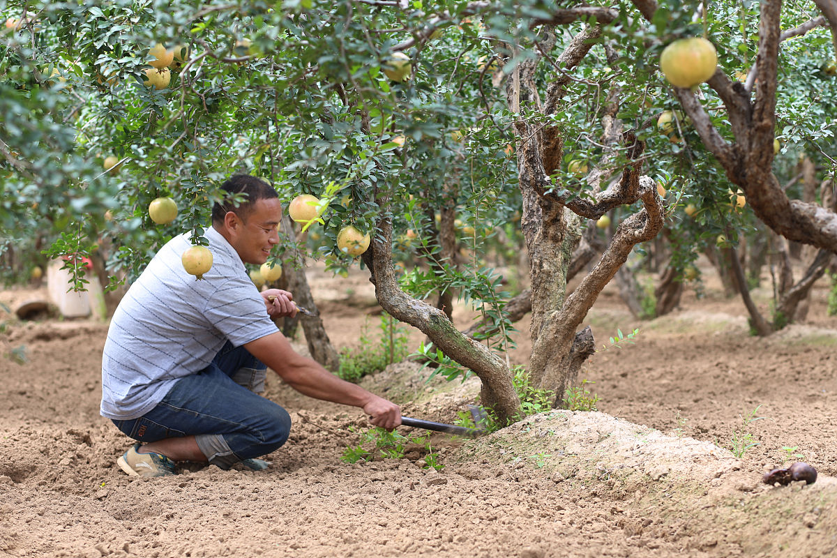 岑巩县文旦柚种植面积突破3.2万亩，预计产量超200万公斤