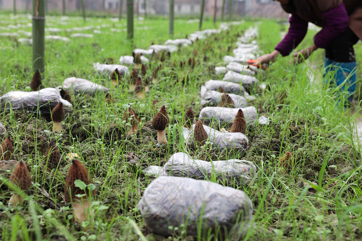 精准扶贫生态种植食用菌创新创业项目名称