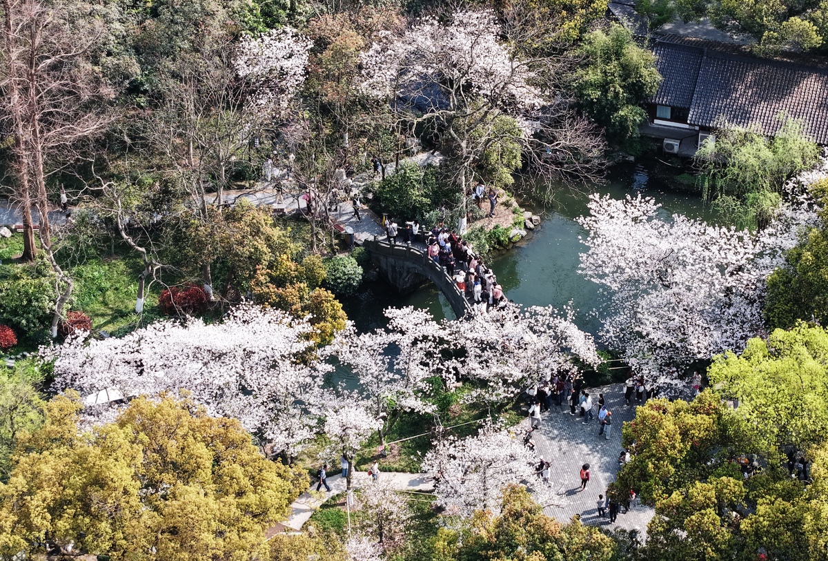 2026年3月29日,杭州,游客在西湖赏樱游玩.