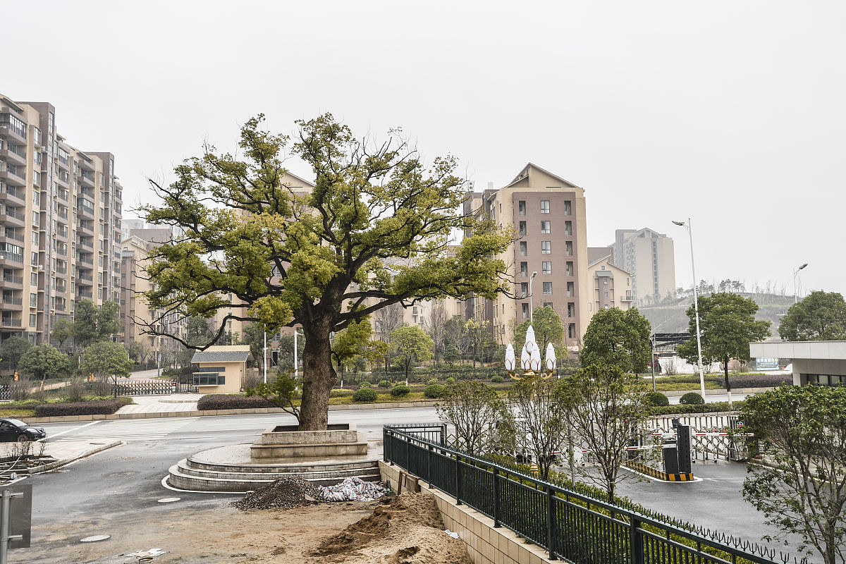 2014年3月11日,长沙,韶山南路延长线,一棵300年左右树龄的古树.