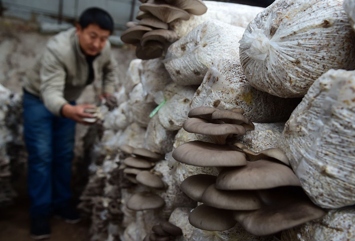 崇左市发展黑木耳的栽培技术方案