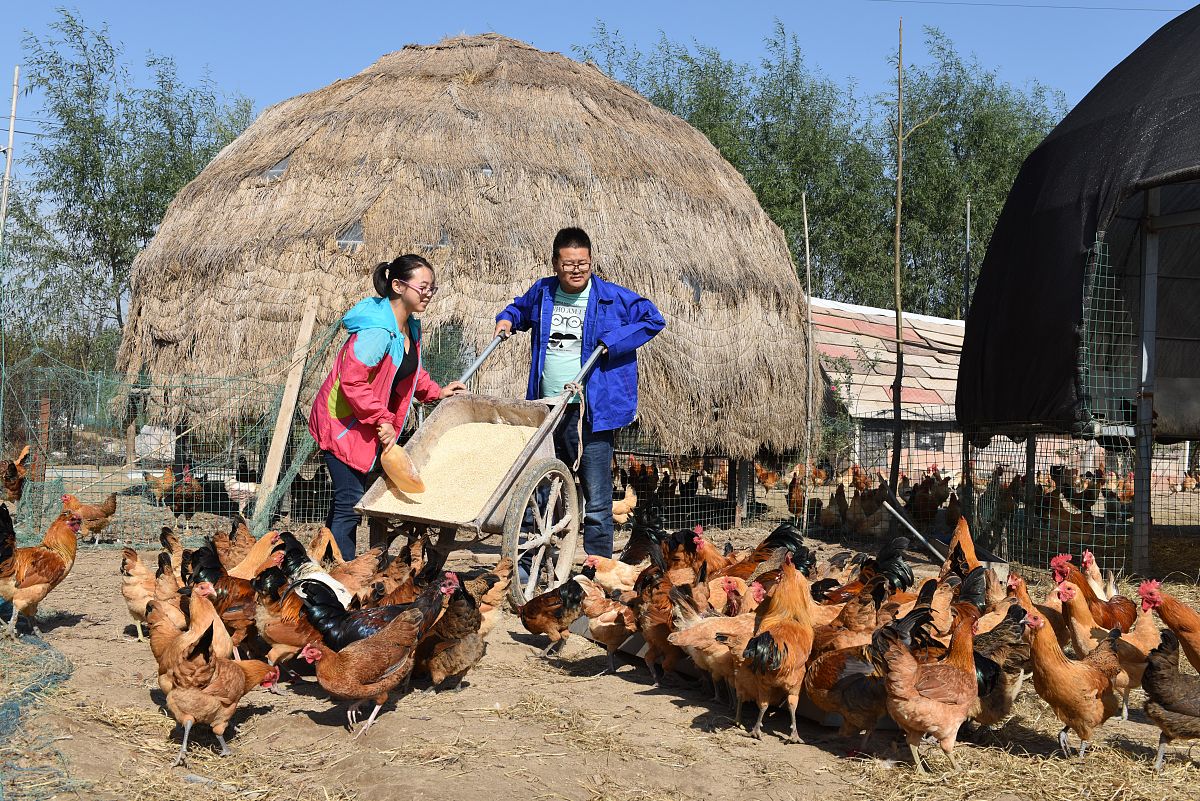 蛋鸡生长发育都监测哪些指标？