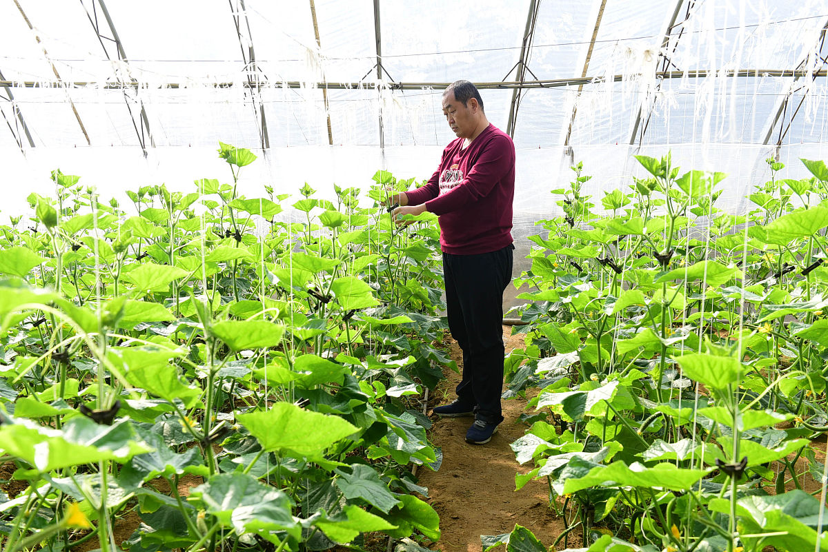 蔬菜大棚承包经营管理合同