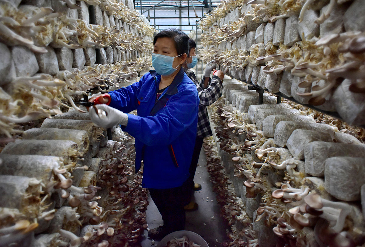 精准扶贫食用菌生态种植市场营销策略中的产品策略包括产品品类定位、产品定位、产品功能诉求、产品识别、产品商标品牌、产品价格及产品背后的相关差异化服务等