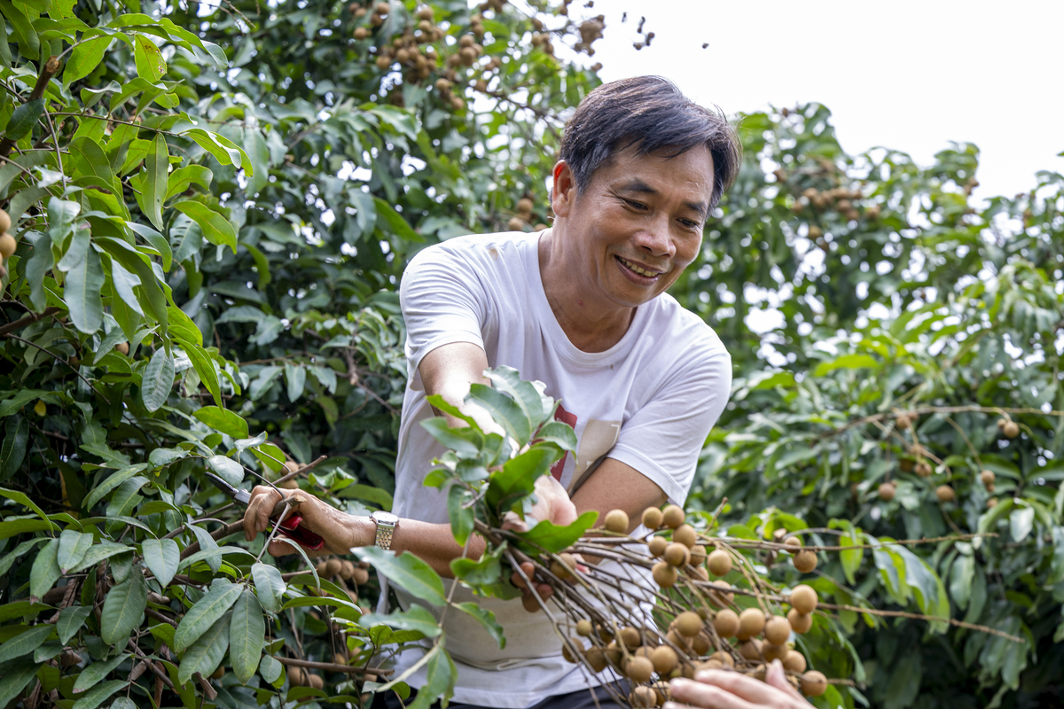 广西崇左市澳洲坚果种植技术推广
