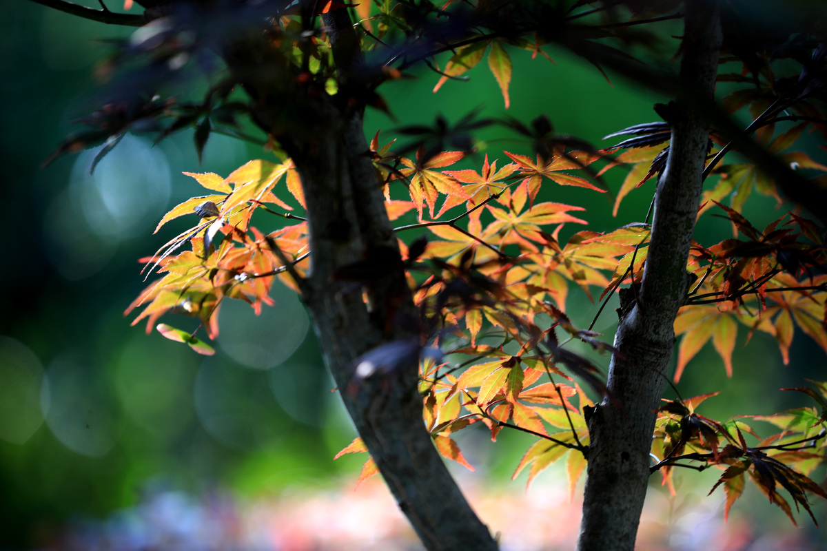 广州的秋天：寻找秋天的蛛丝马迹