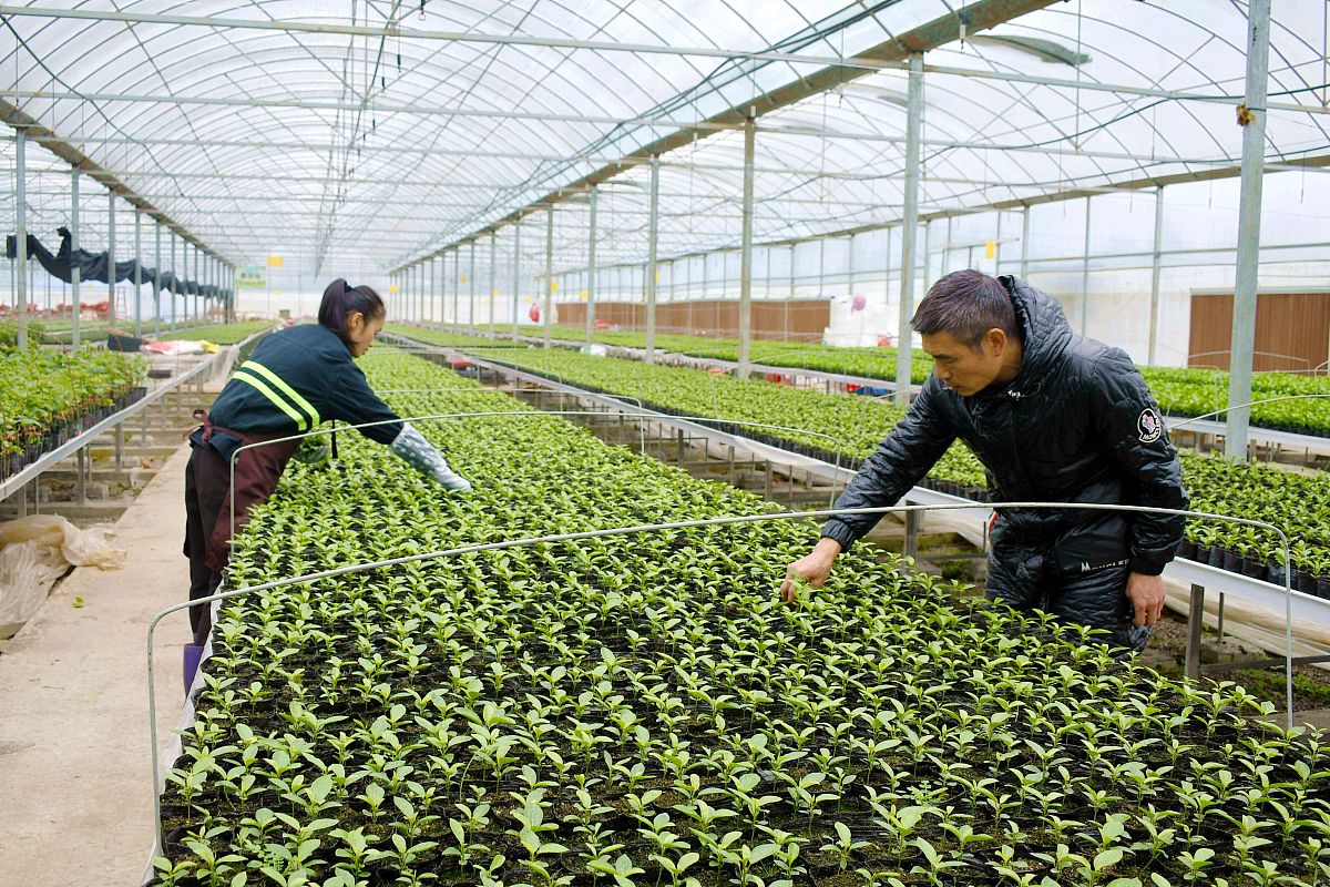 贵州药用植物栽培与加工专业学校推荐：选择指南