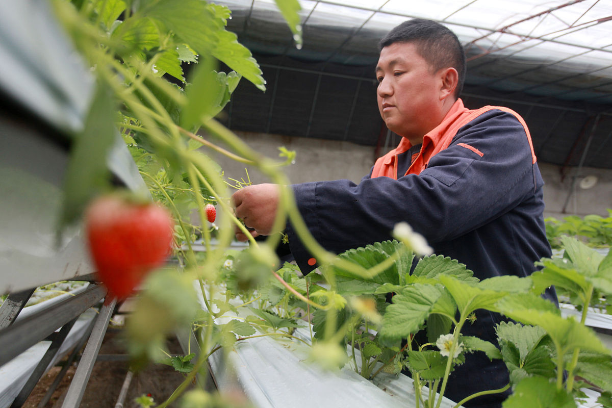 藁城市职教中心果蔬花卉生产技术专业怎么样