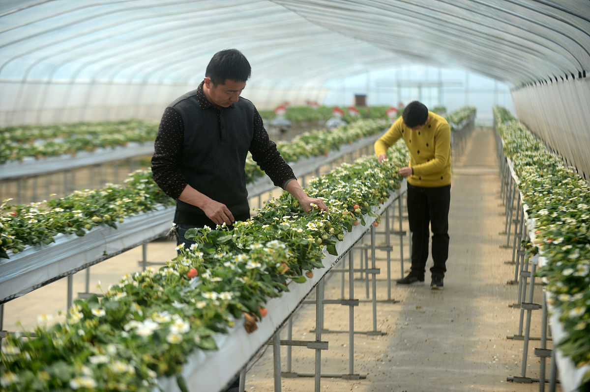 武邑职教中心现代农艺专业怎么样？ - 培养高素质农业技术人才