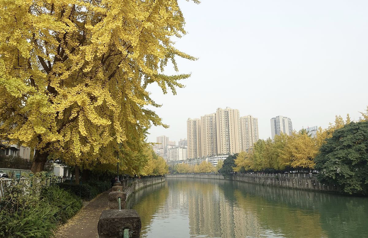成都师范幼师学院2019年招生章程