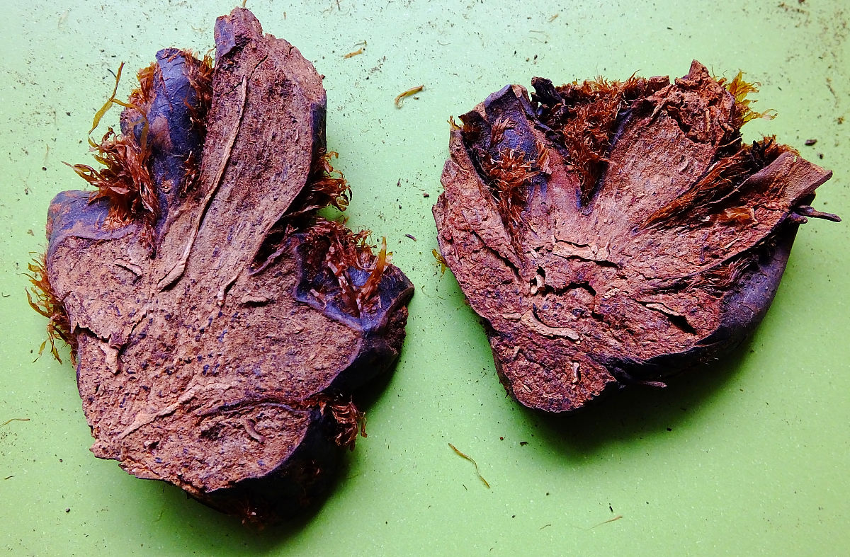 福建生物工程职业技术学院中药专业怎么样