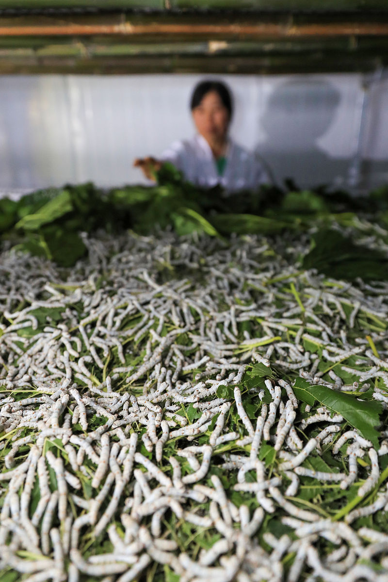 特种动物养殖专科课程有哪些？你想了解的都在这！