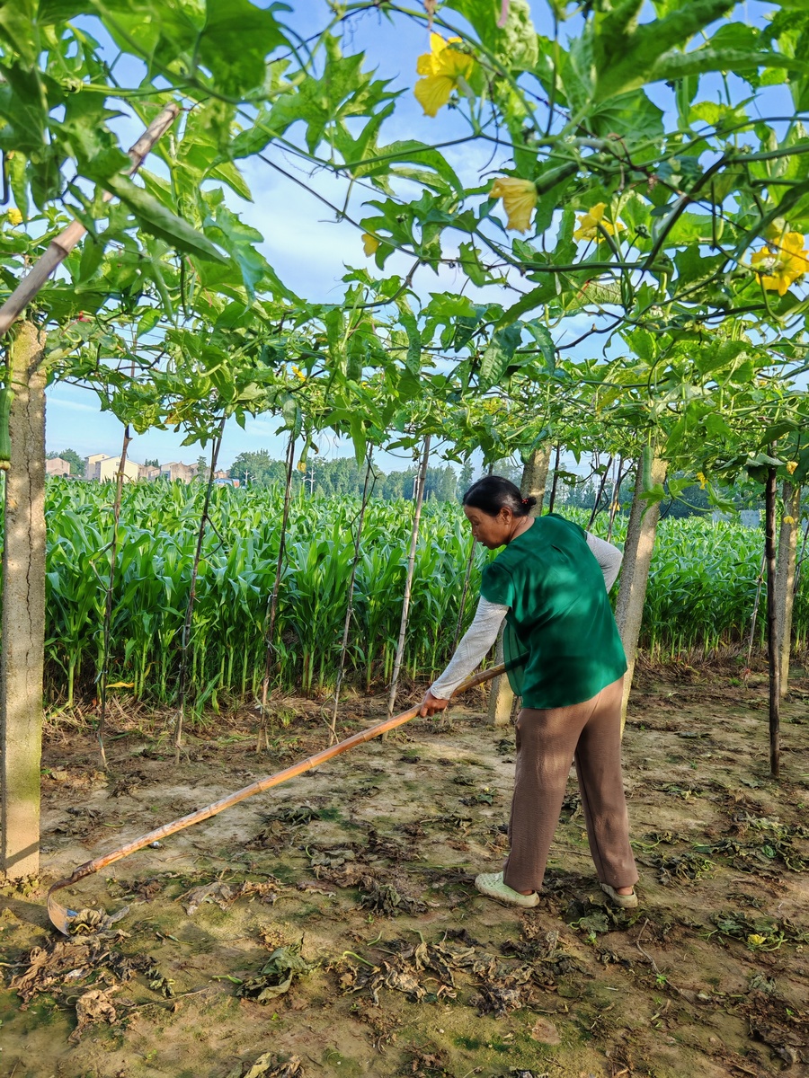 种植木瓜按滴灌每亩需要多少本钱 用250字帮我描述