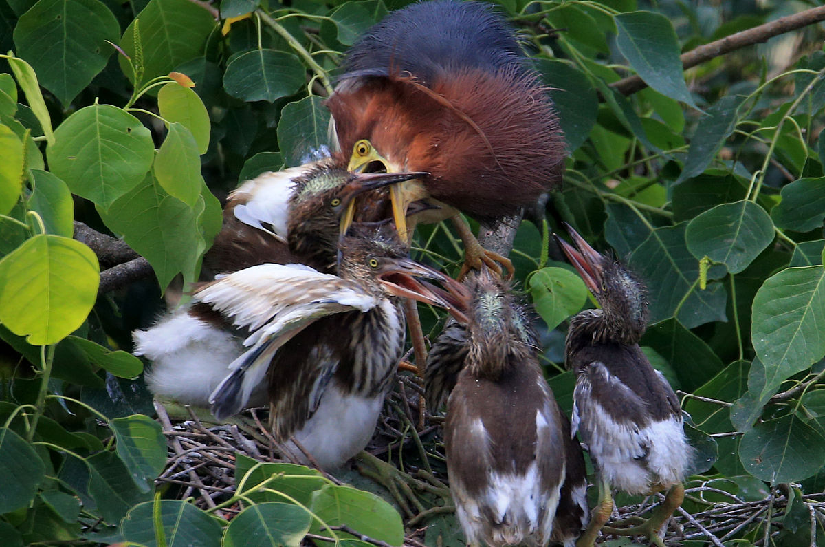 鸟妈妈喂小鸟：母爱的伟大体现