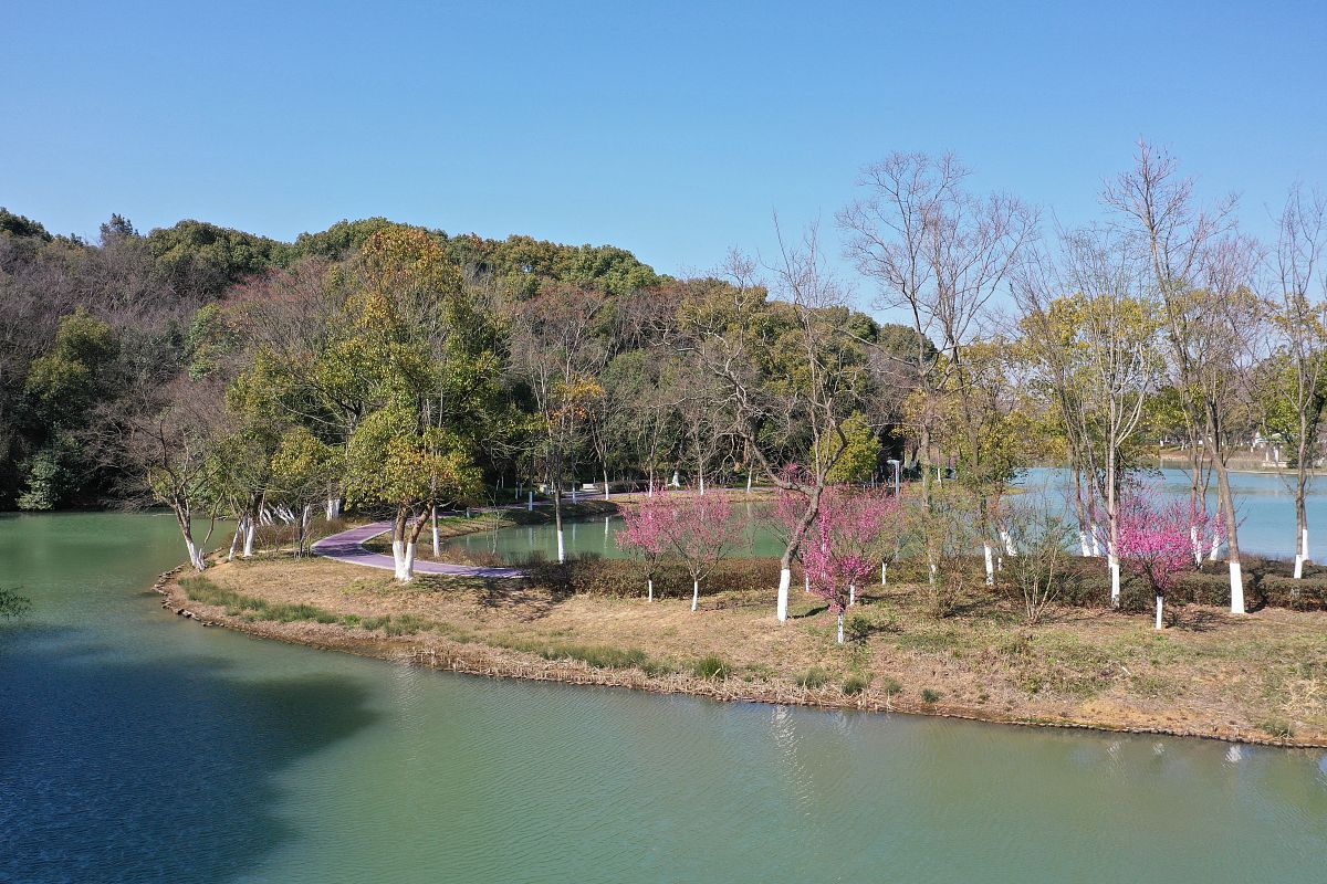 2021年2月21日,安徽芜湖,雕塑公园梅花竞相开放,呈现一派春意盎然美丽