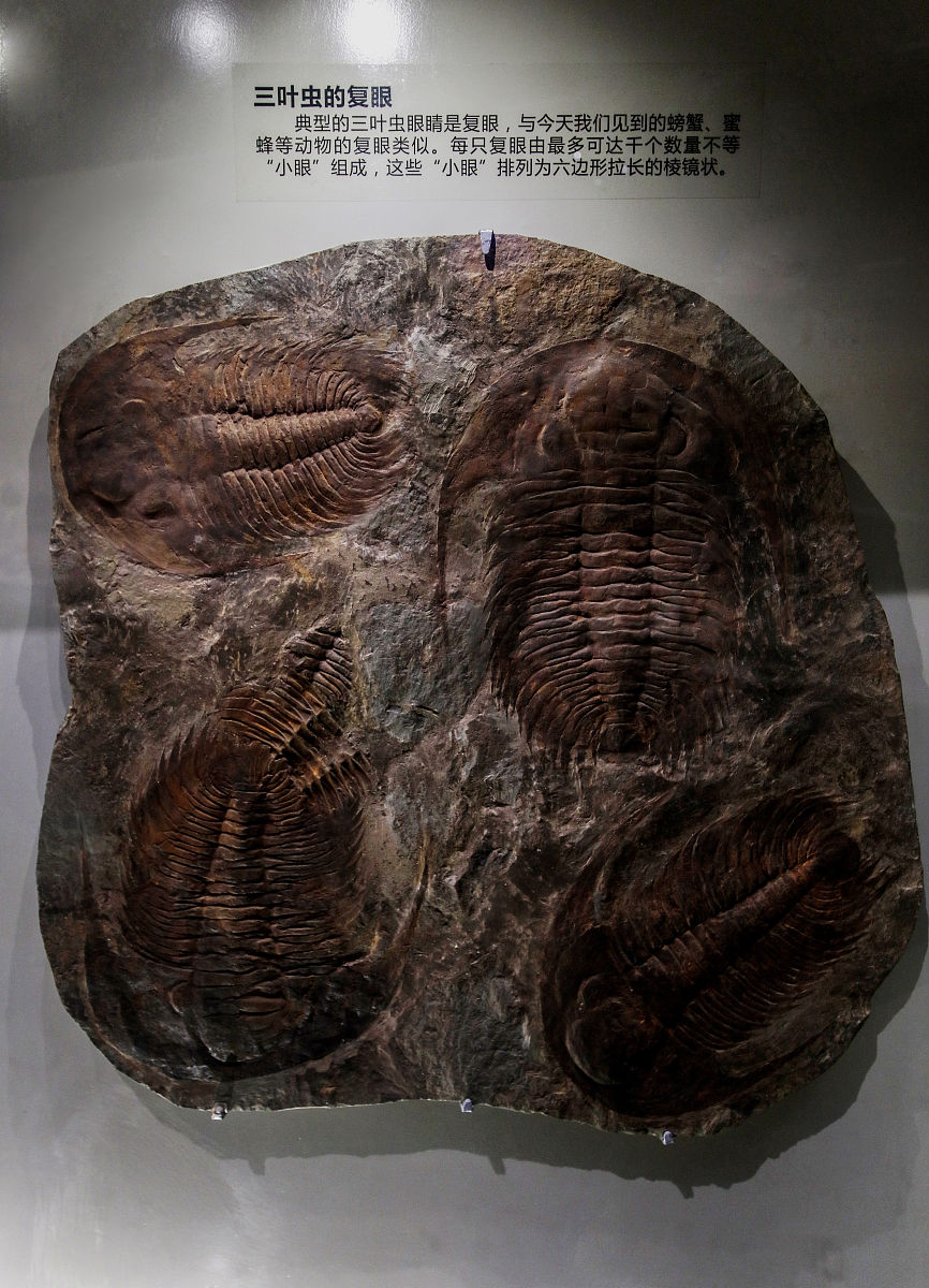 海口火山口地质公园有化石展览吗？