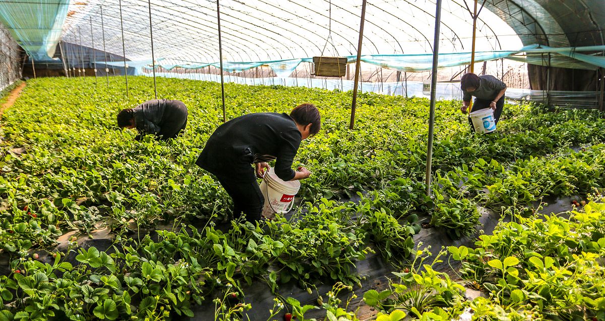 毕节农业学校2022年药用植物栽培与加工专业招生简章