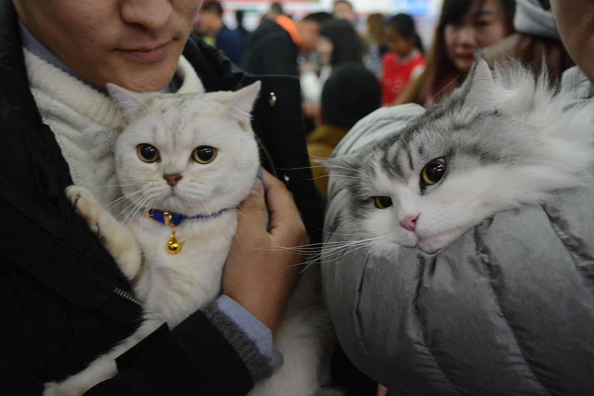2016年10月22日,沈阳举办猫咪"选美"大赛,参赛猫咪表情"萌萌哒".