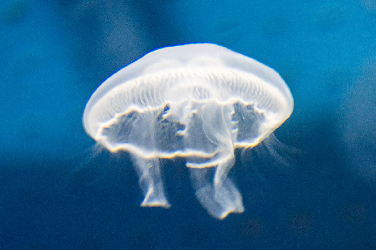 厦门海洋职业技术学院五年制大专有药剂专业吗