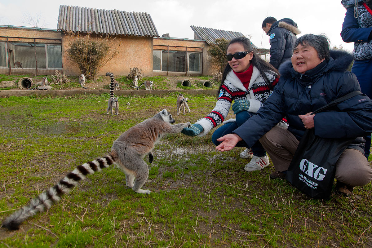 2012年3月10日,浙江宁波,盲人们正给一只环尾狐猴喂食.