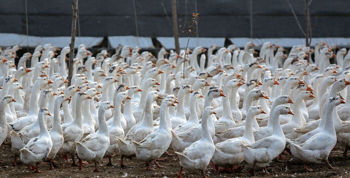 种鹅反季节繁殖：如何实现及注意事项