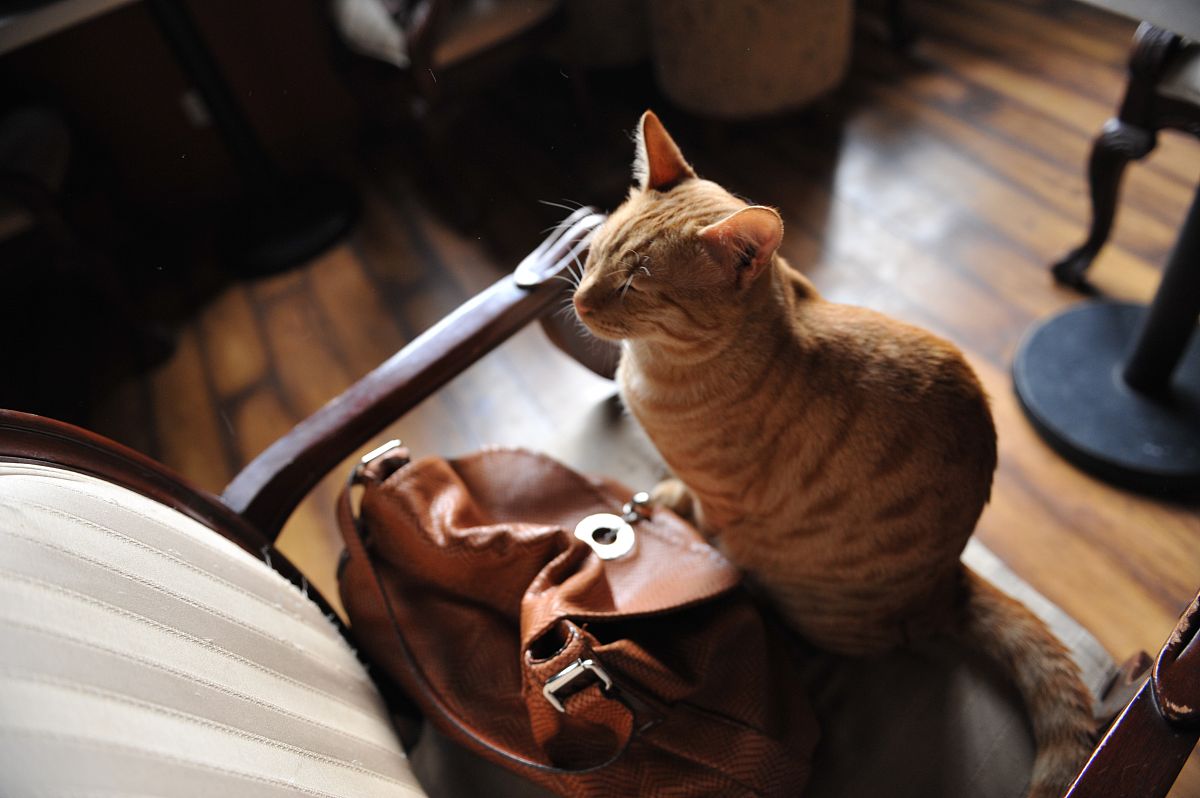 猫咪咖啡馆：美味咖啡、猫咪陪伴、舒适环境