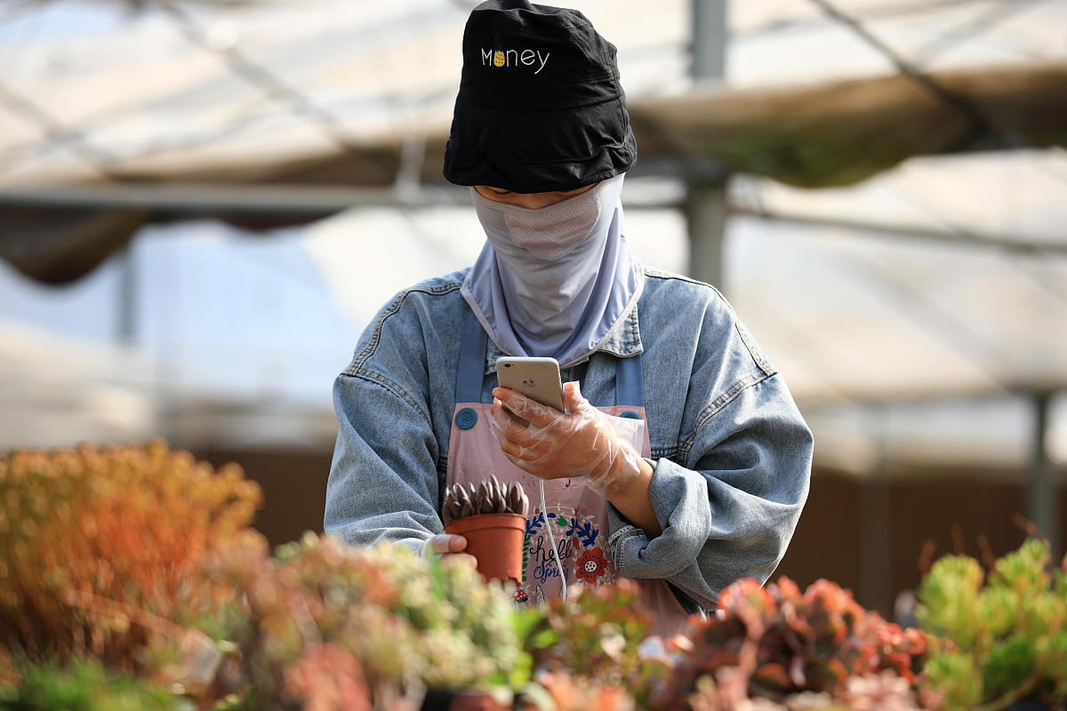 2021年5月5日,江苏省淮安市马头镇村民在种植园内直播销售多肉植物盆