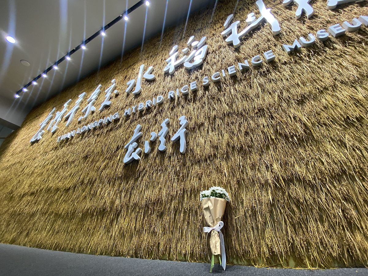 参观隆平水稻博物馆社会实践报告 - 探索水稻世界，启迪未来发展