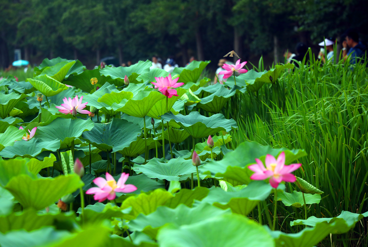 夏日荷塘：五绝诗描绘清凉美景