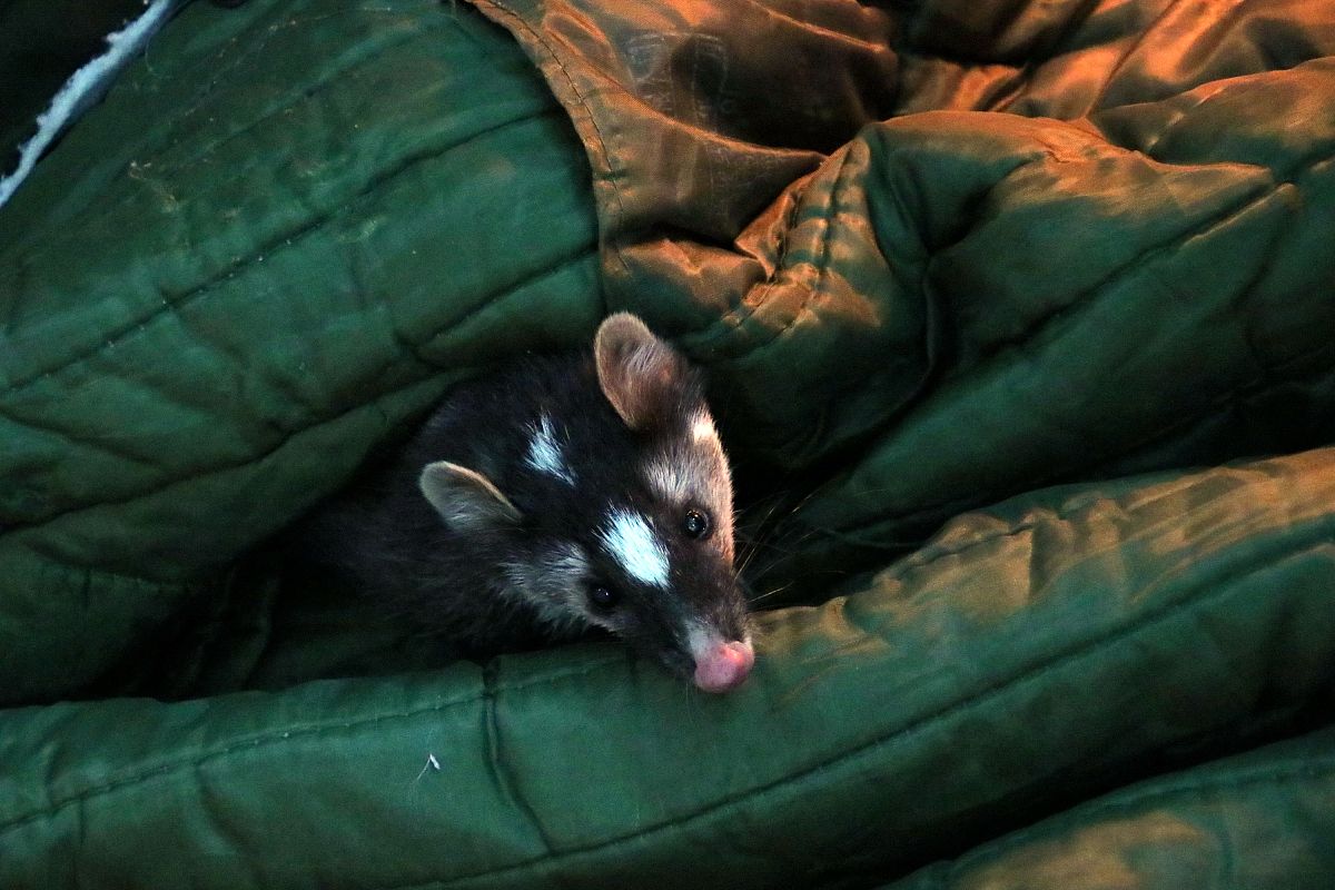 吉林大学动物科学专业怎么样