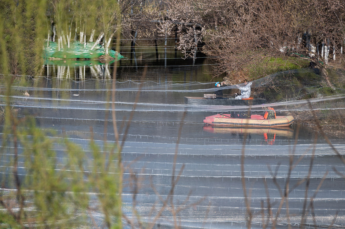 H5N6禽流感病毒：症状、传播和预防