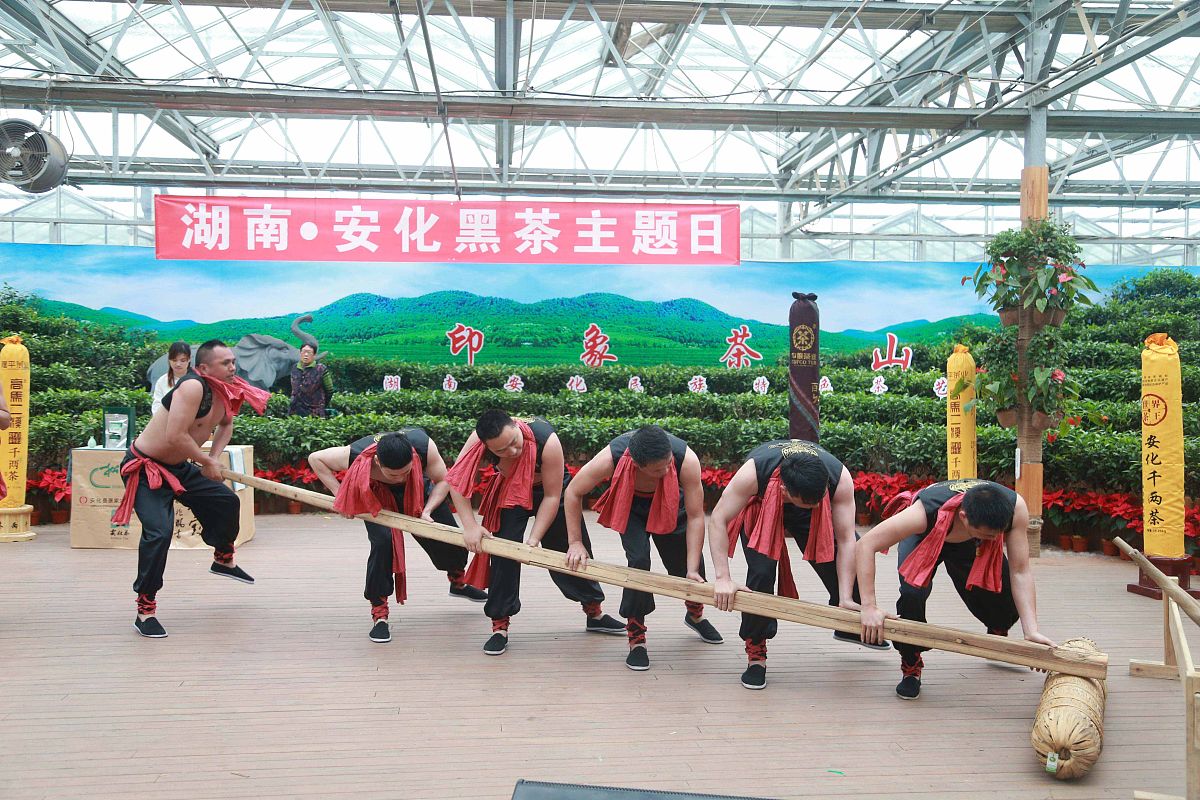 华莱安化千两茶：如何正确冲泡？