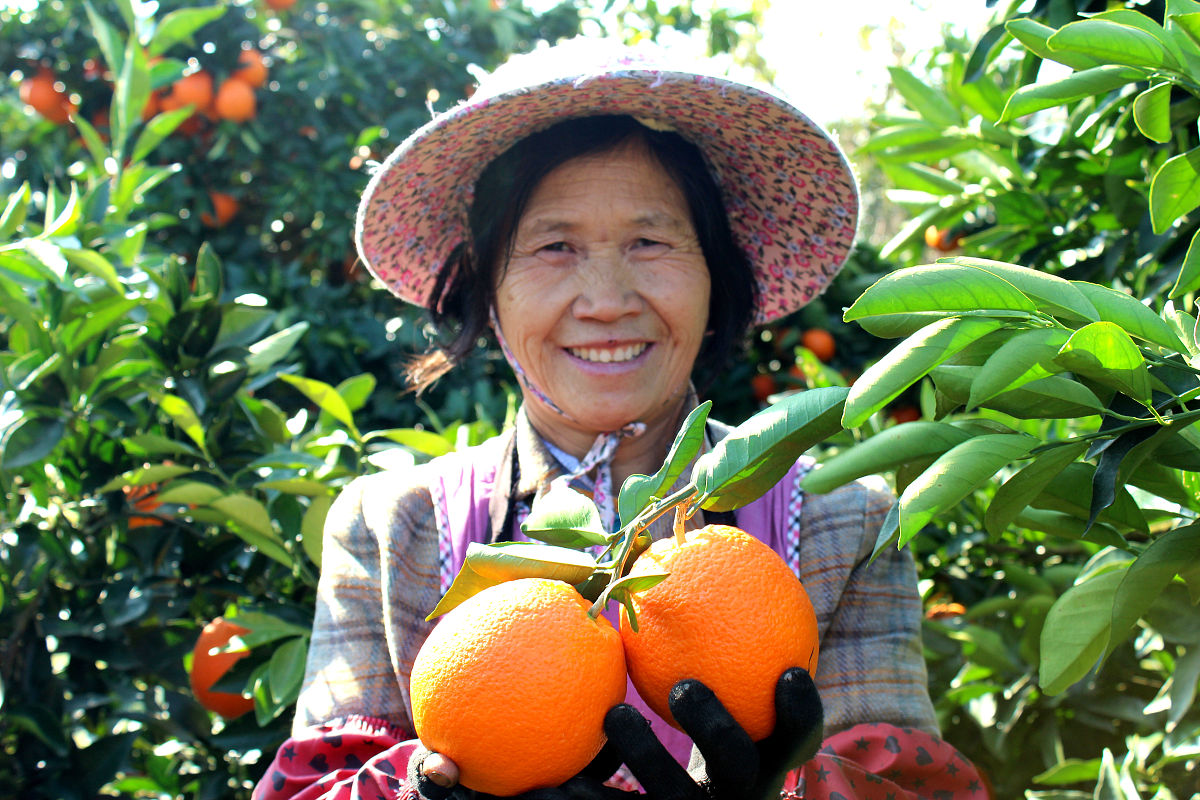 金秋硕果  甜蜜“橙”就  我县6万亩杂柑迎来丰收季