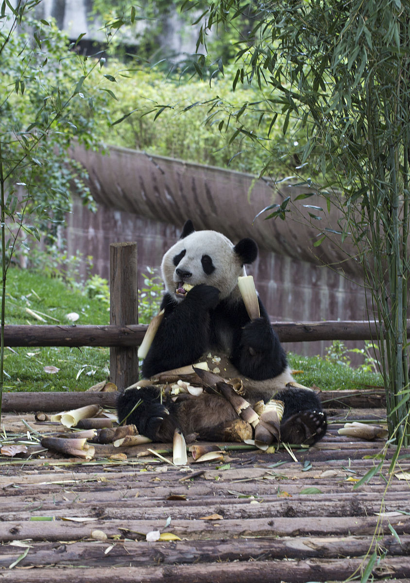 写一篇关于大熊猫花花的优质文章