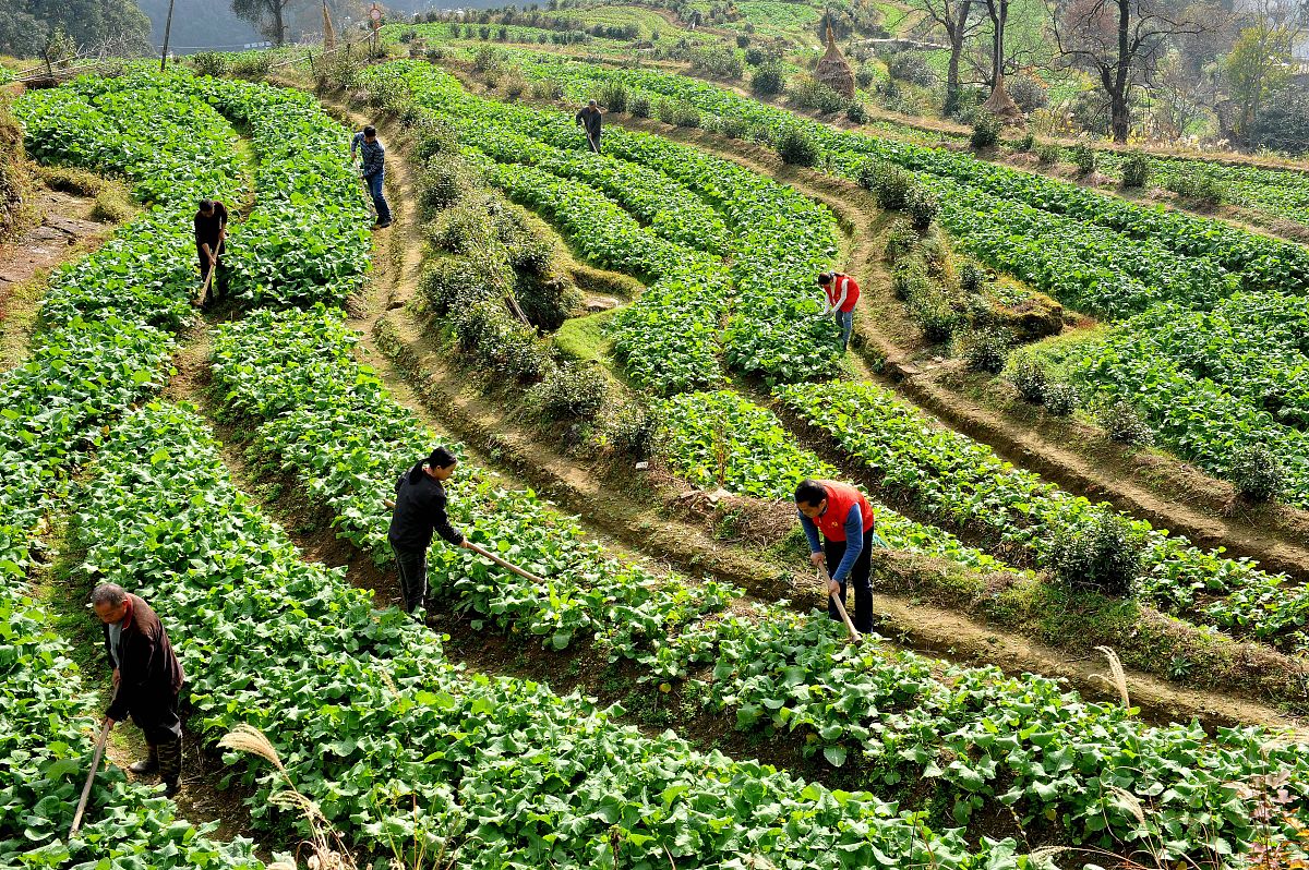 心理咨讯、乡村振兴