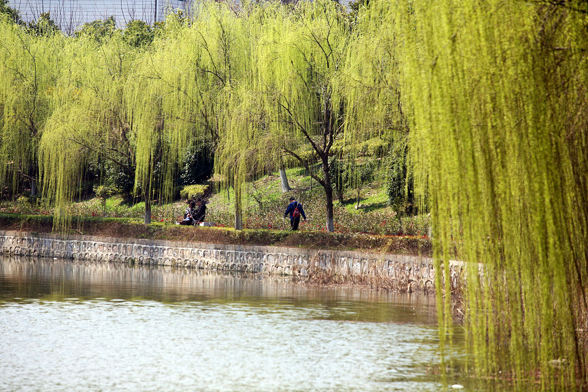 微风吹拂着柳丝扩句