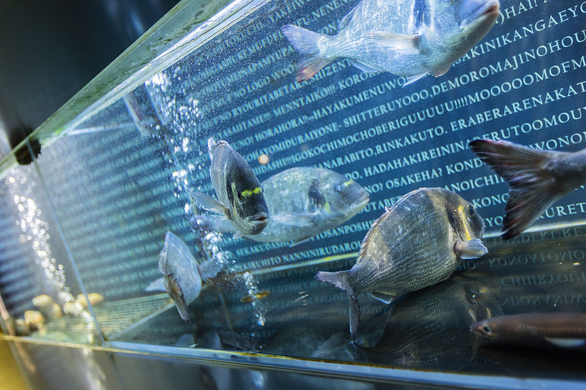 朋友要去水族馆买鱼食和观赏鱼，怎么回复？